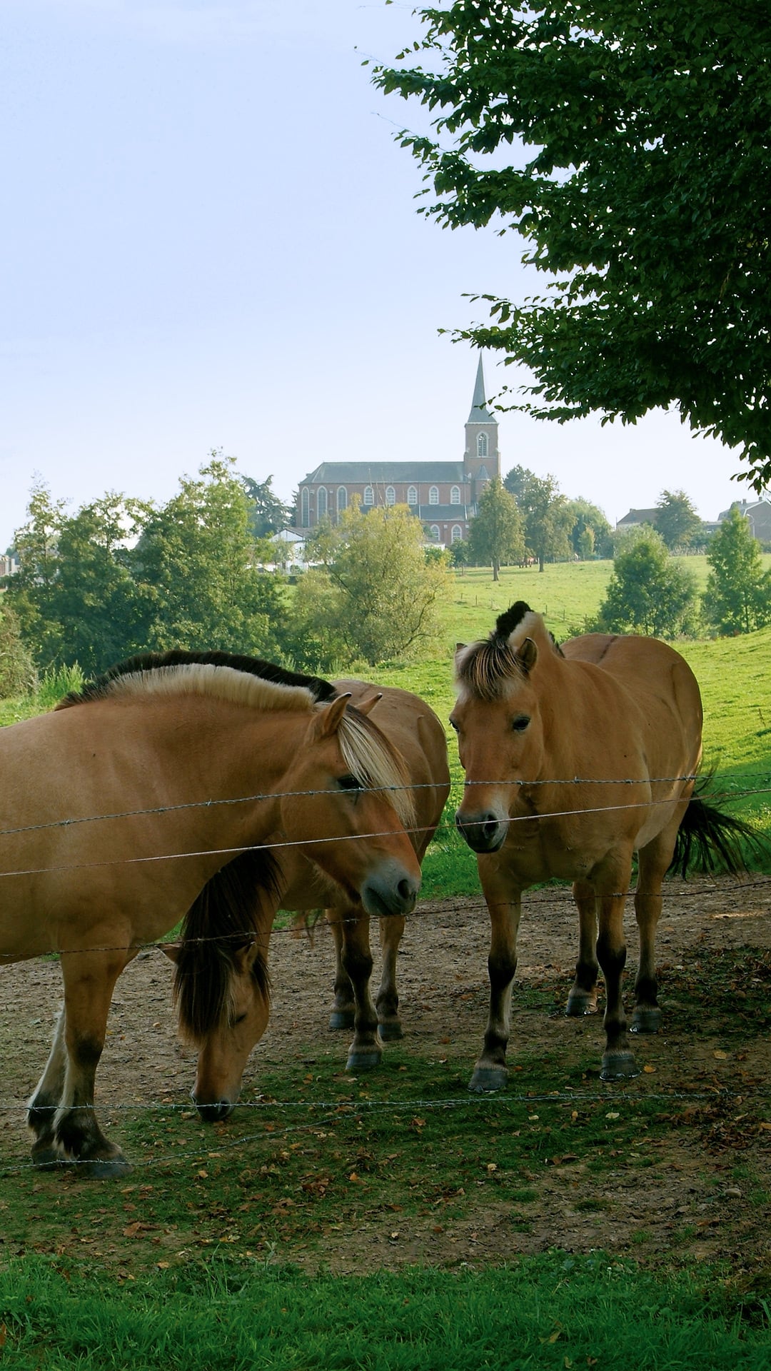 Restaurants en omgeving - Hof De Draeck